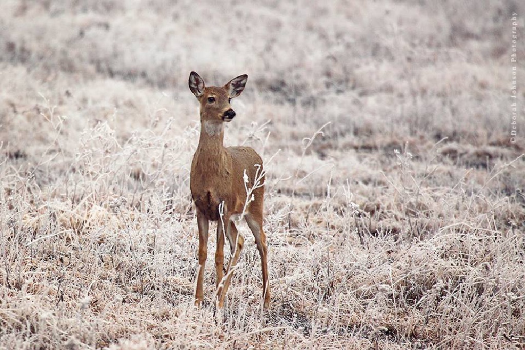 Black-Hills-SD/1024x768_Frosty fawn in Wind Cave.jpg